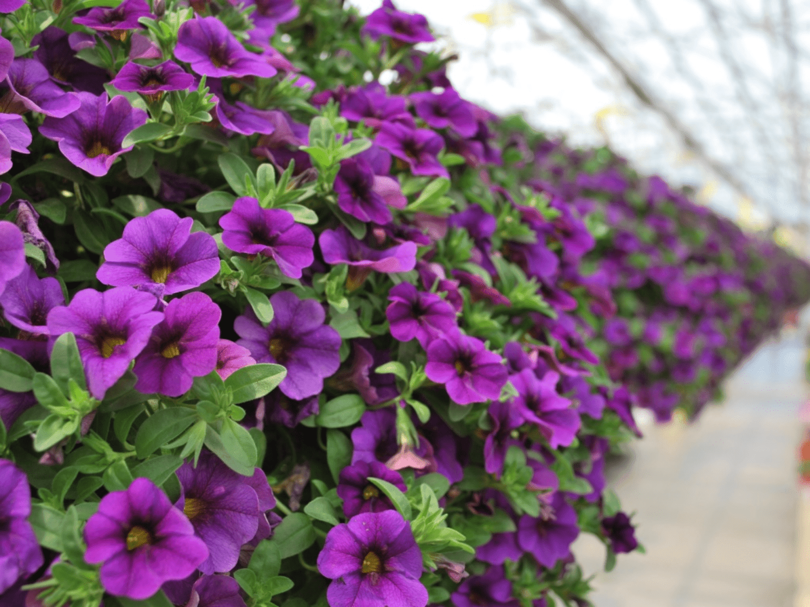 The Garden Factory Home Page