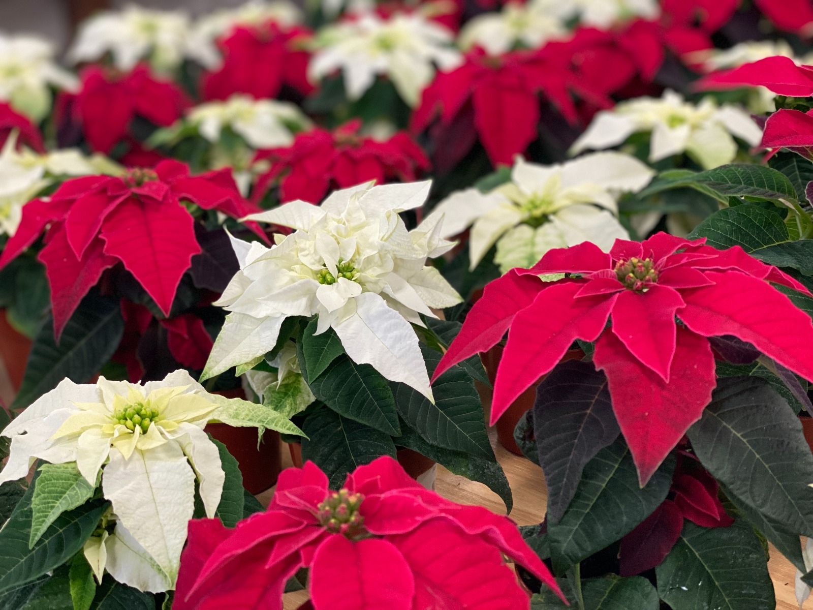 The Garden Factory Home Page