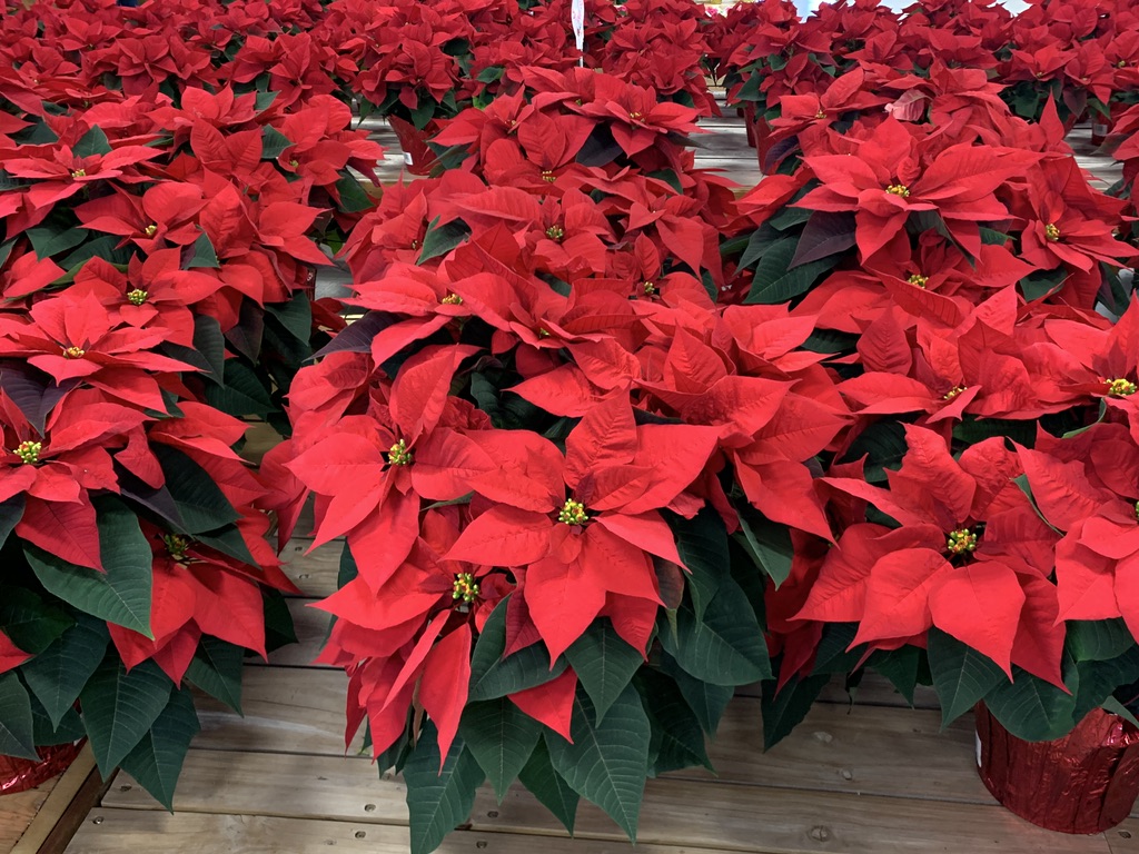 The Garden Factory Home Page