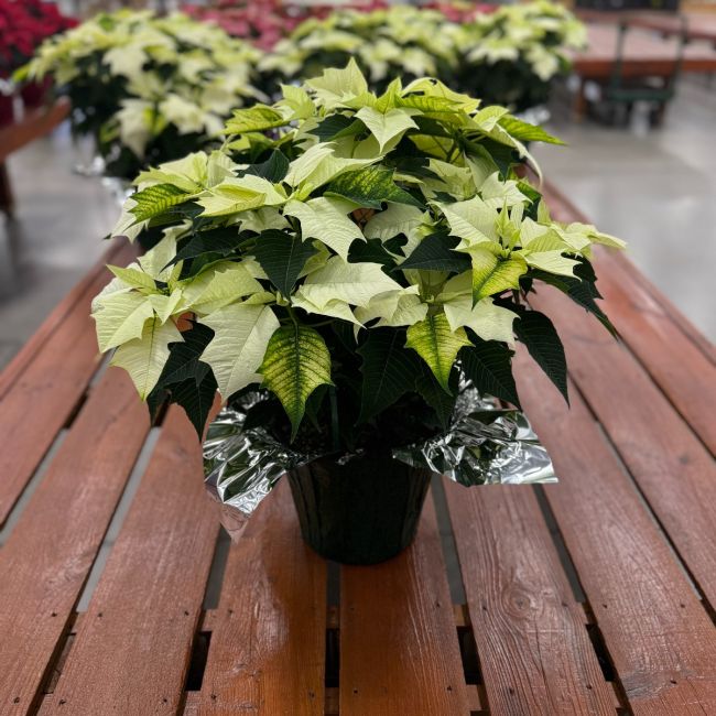 Poinsettia 10"