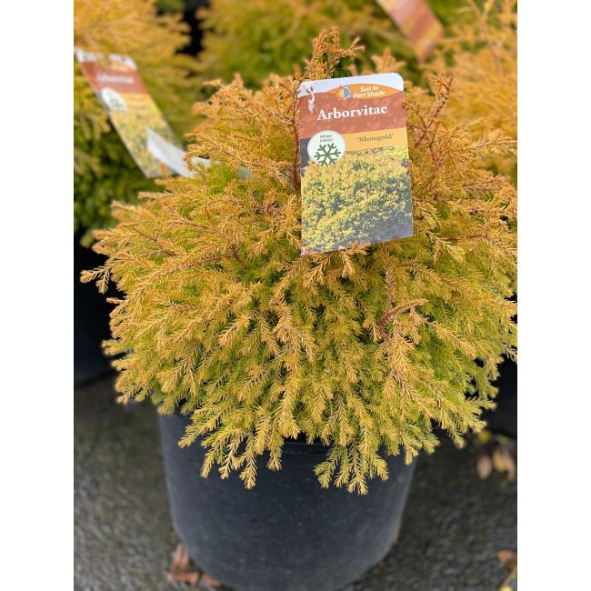 thuja 120 Lebensbaum Brabant 100-120 - Thuja occidentalis Brabant