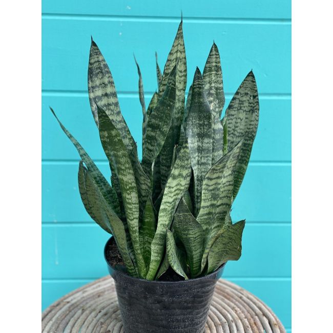Sanseveria Robusta 10"