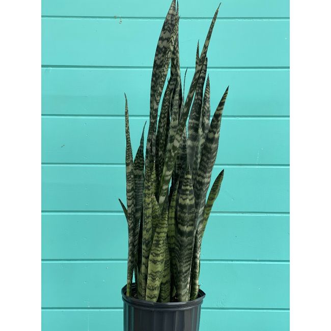 Sansevieria Wintergreen 10"