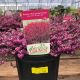 Heather Kramer's Red 2 Gallon