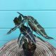 Alocasia Polly 4
