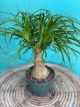 Palm Ponytail 6