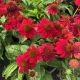 Coneflower Sombrero Salsa Red