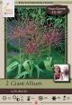 Allium Schubertii 2PK