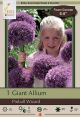 Allium Pinball Wizard 1PK