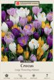 Crocus Large Flowering Mix 15PK