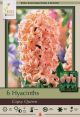 Hyacinth Gipsy Queen 5PK