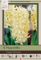 Hyacinth Gypsy Princess 5PK