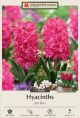 Hyacinth Jan Bos 5PK