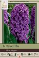 Hyacinth Miss Saigon 5PK