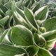 Hosta Francee