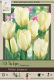Tulip White Emperor 7PK