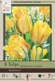 Tulip Akebono 7PK