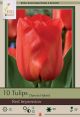 Tulip Red Impression 7PK