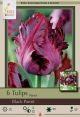 Tulip Black Parrot 6PK