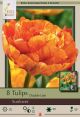 Tulip Sunlover 7PK