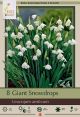 Snowdrop Giant 8PK