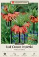 Frittlaria Rubra 1PK