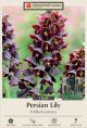 Fritllaria Persica 1PK