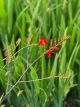 Crocosmia Lucifer 2 Gallon