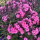 Phlox Coral Creme Drop