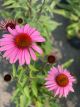 Coneflower Magnus
