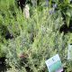Lavender Munstead Strain