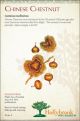 Nut Chinese Chestnut