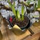 Amaryllis 6