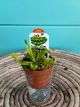 Venus Fly Trap 3
