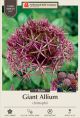 Allium Christophii 7PK
