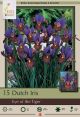 Iris Dutch Eye of the Tiger 12PK