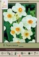 Narcissus Geranium 7PK