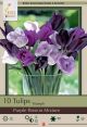 Tulip Purple Passion 7PK