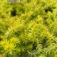 Sedum Angelina