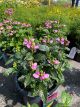 Turtlehead Hot Lips