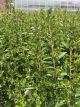 Privet