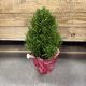Rosemary Tree 6