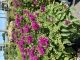 Bee Balm Sugar Buzz Grape Gumball