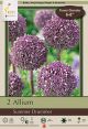 Allium Summer Drummer 2PK