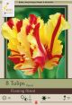 Tulip Flaming Parrot 7PK