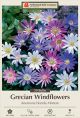 Anemones Blanda Mix 20PK