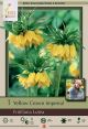 Fritillaria Lutea 1PK