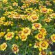 Coreopsis Lil' Bang Enchanted Eve