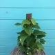 Pothos Totem 6