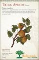 Apricot Tilton Dwarf